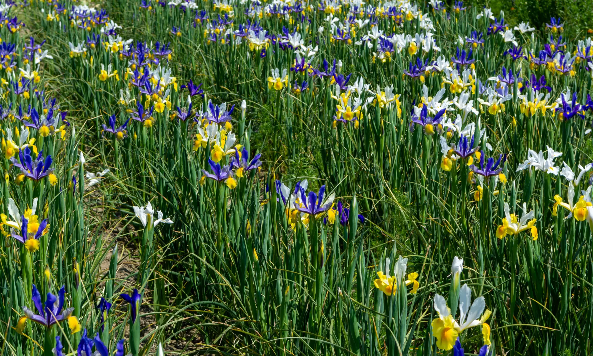 Colorful Mixed Dutch Iris Flower Bulbs (45-, 90-, 180- Pack with Planting Tool)