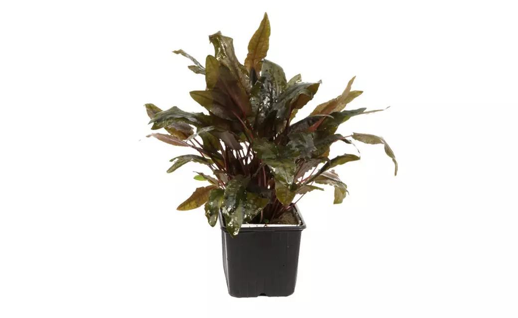 Cryptocoryne wendtii 'tropica' - Live Aquarium Freshwater Java Plants  - Primary Image