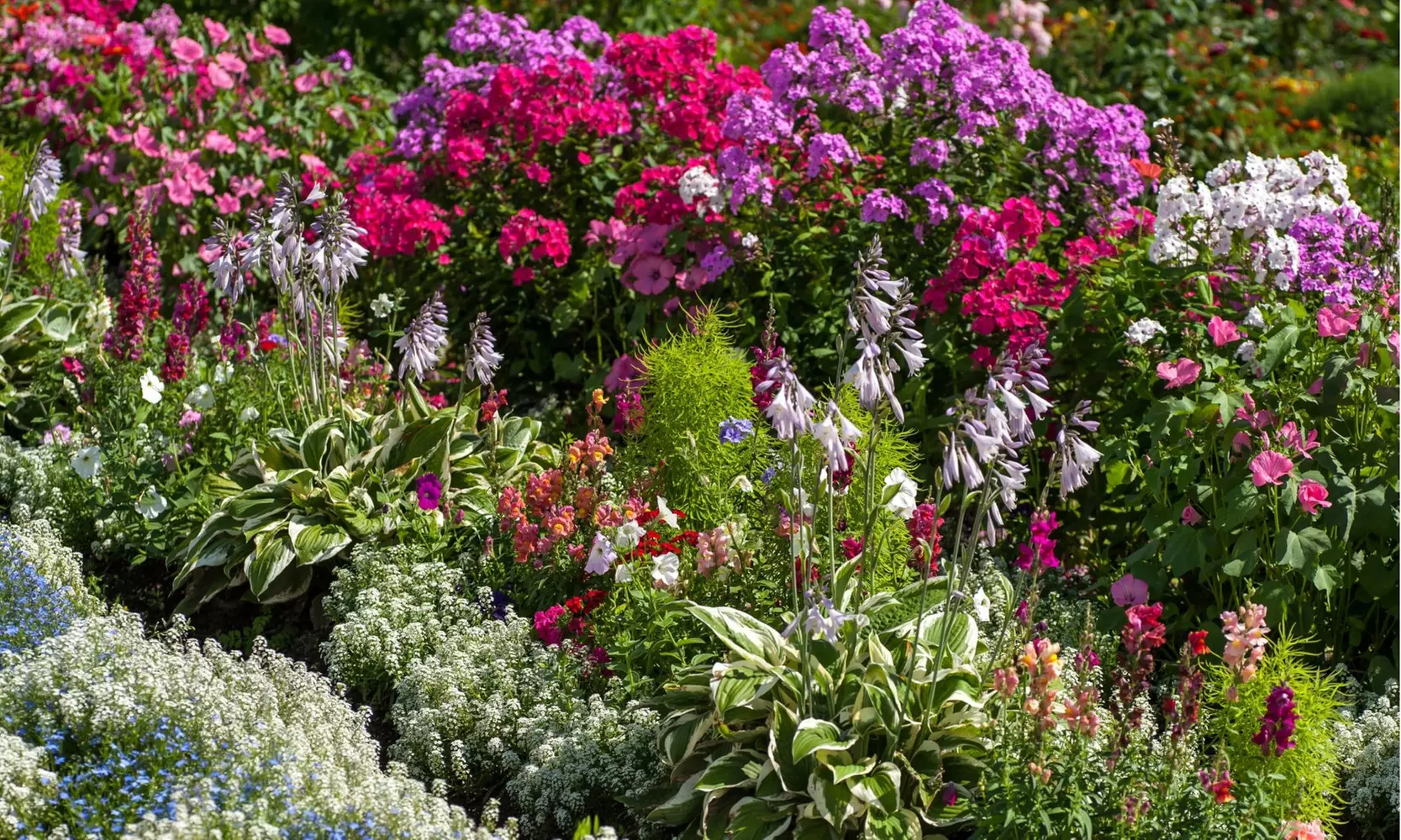 Sweet Summer Blooming Flower Garden - 4 Varieties - 6 Bulbs Each Option