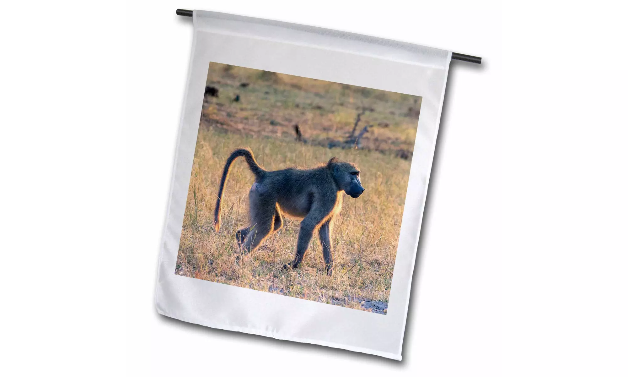  Garden Flag Botswana. Okavango Delta. Khwai Concession. Chacma baboon - Primary Image