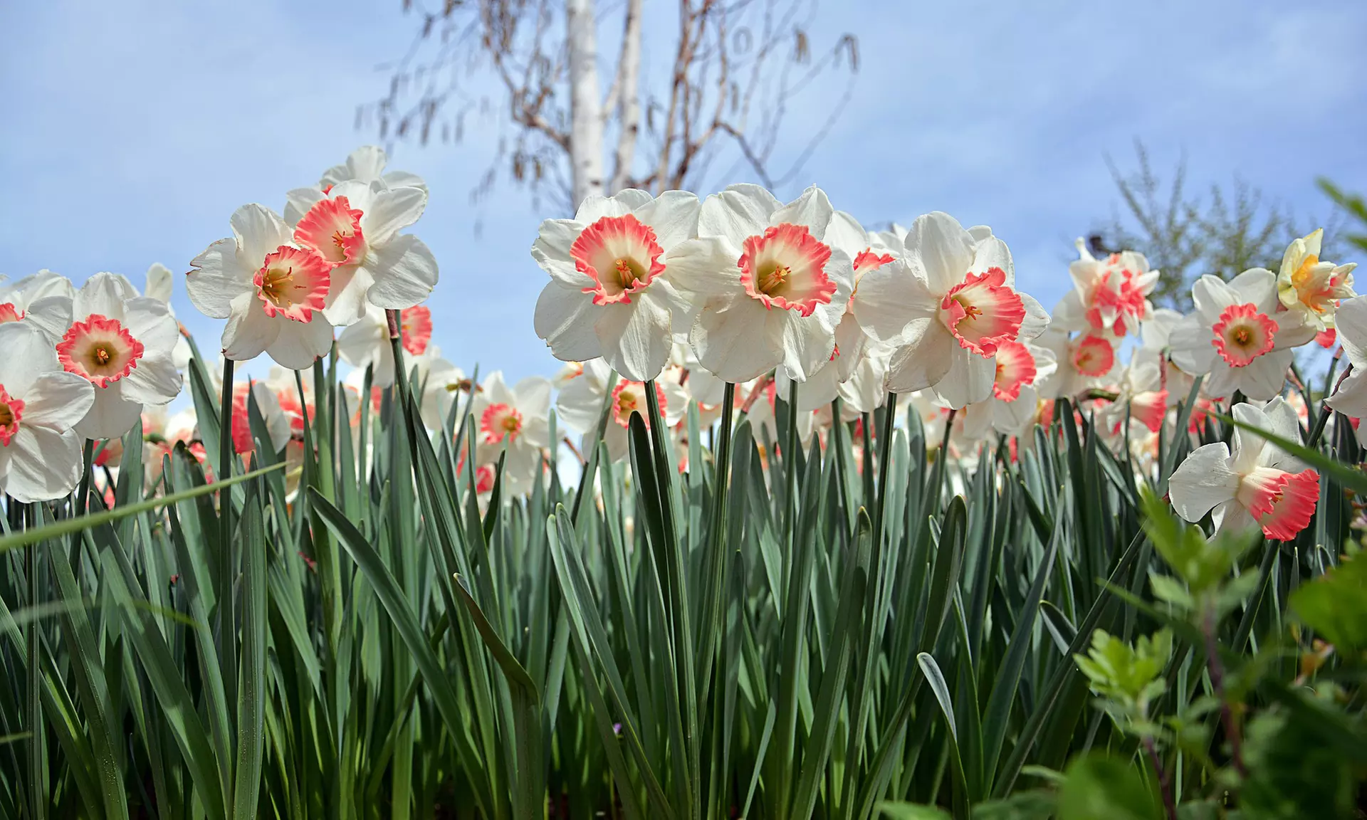 First Spring Blooming Deer Resistant Flower Bulbs - 3 Varietes