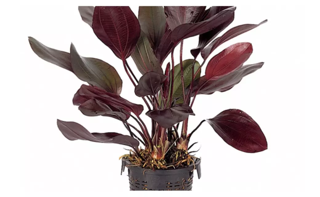 Echinodorus Aflame Freshwater Amazon Red Sword Live Aquarium Plants - Second Medium