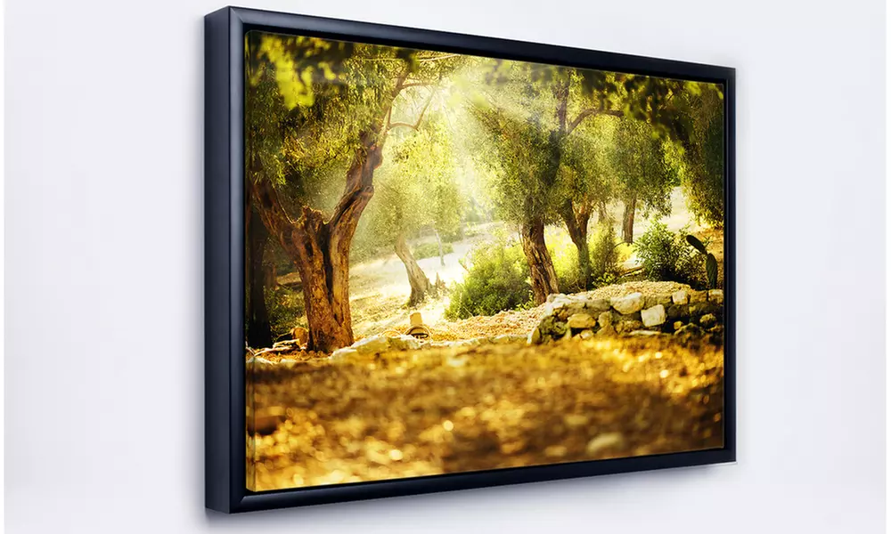 Olive Trees - Photography Framed Canvas Art Print - Second Medium