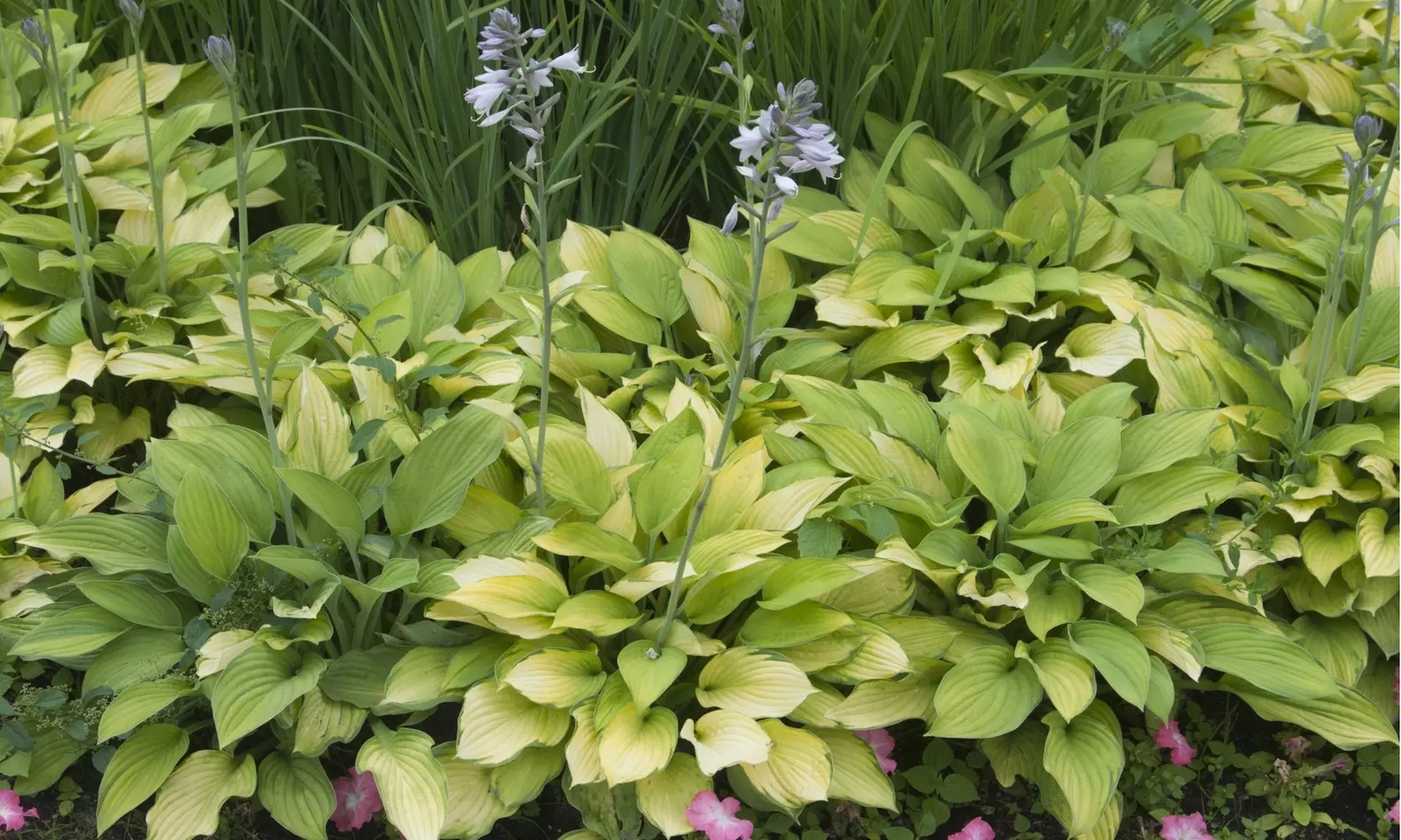 White Feather Trimmed Hosta Bare Roots (2-, 4-, 8-Pack With Planting Tool)