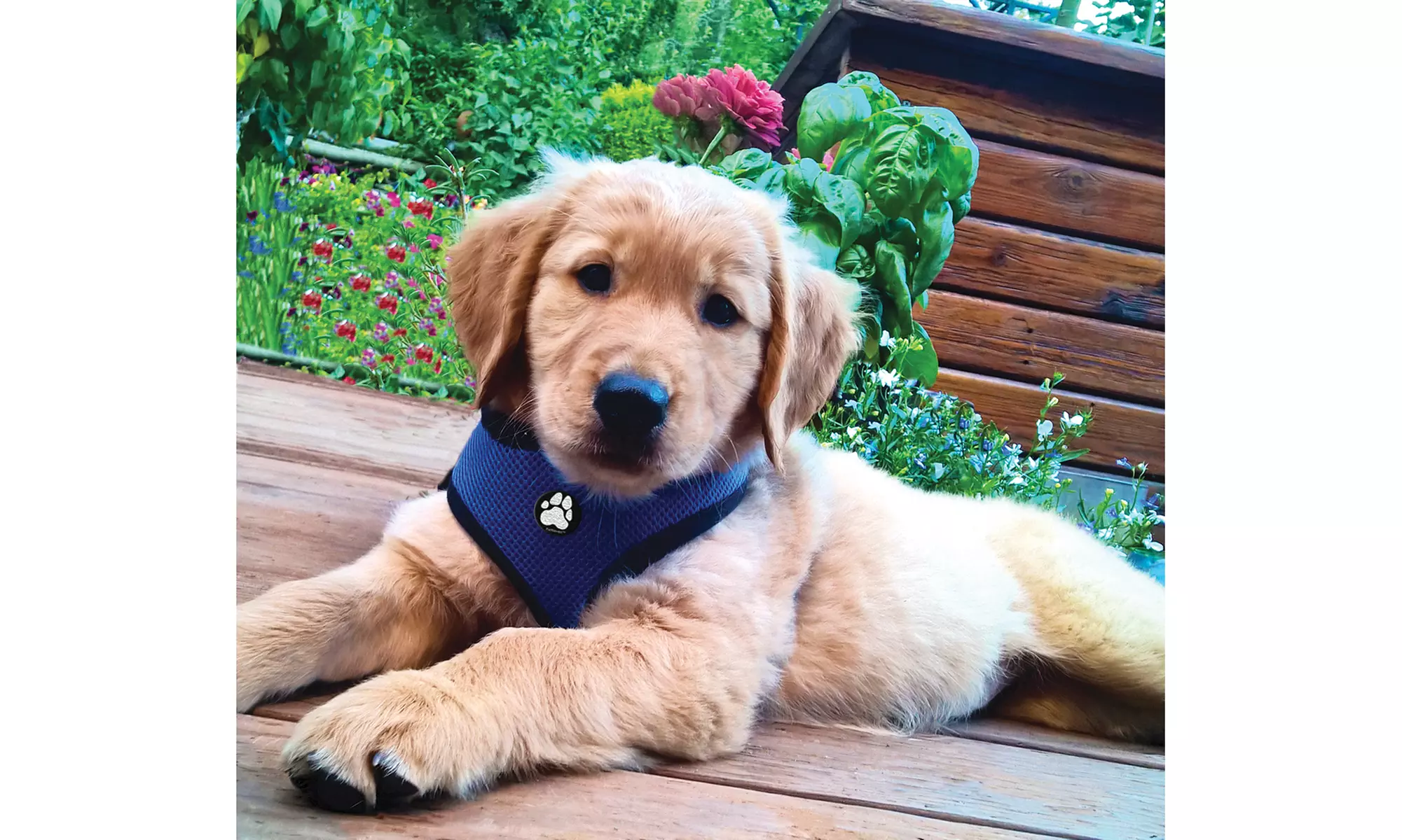 FurHaven Pet Easy Comfort Mesh Dog Harness