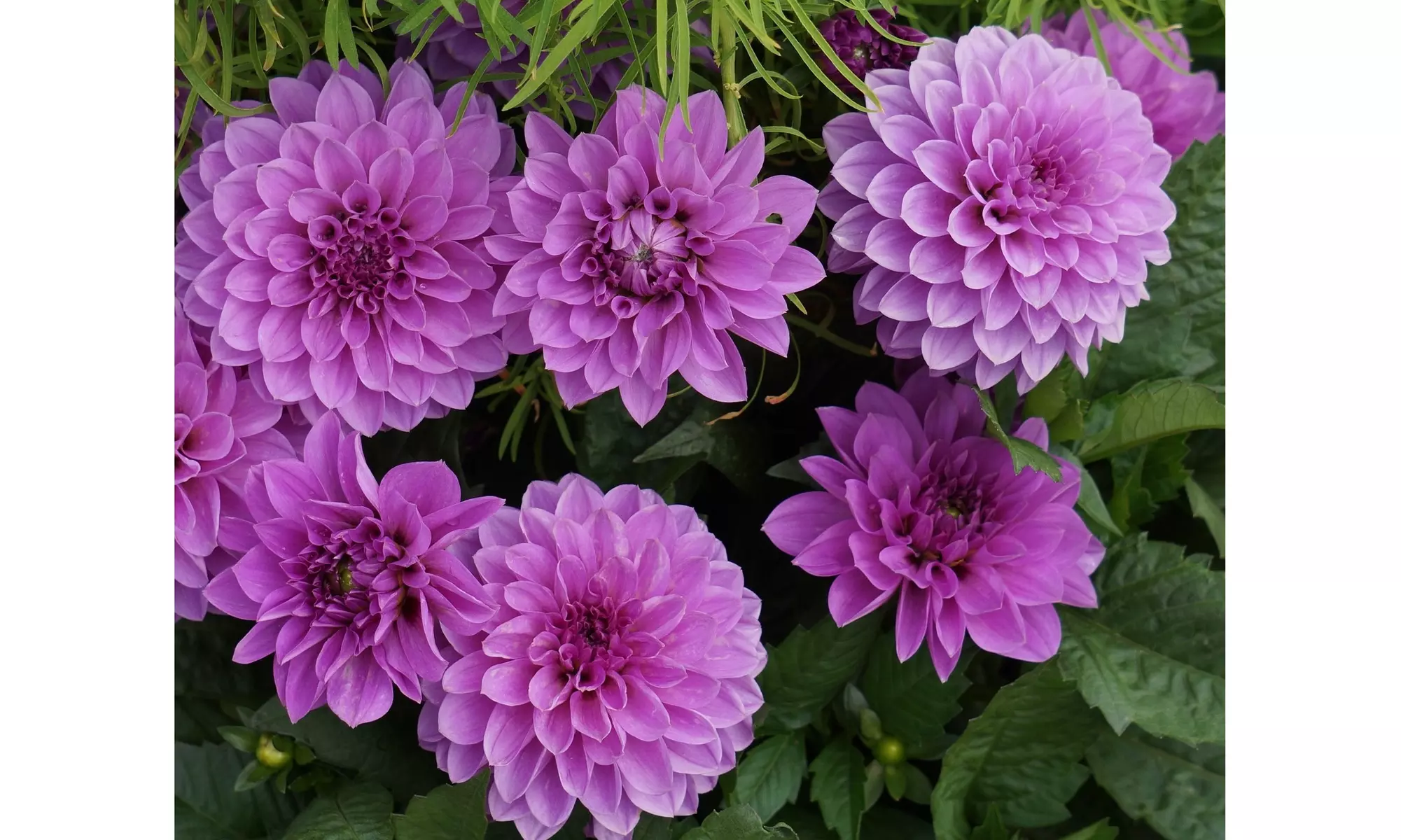 Grand Duchess Lilac Dahlia Flower Bulbs (7-, 14-, 35-Pack With Planting Tool)