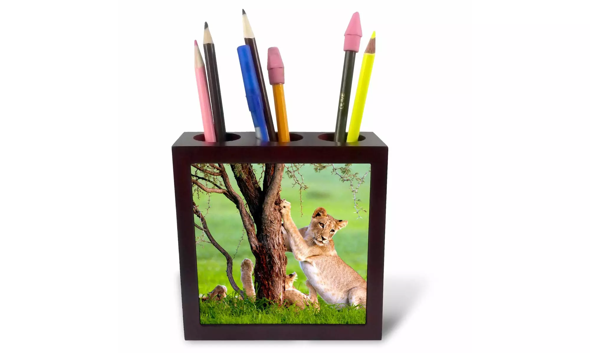 Tile Pen Holder - African Lions, Kgalagadi Park, Kalahari desert, South Africa - Primary Image