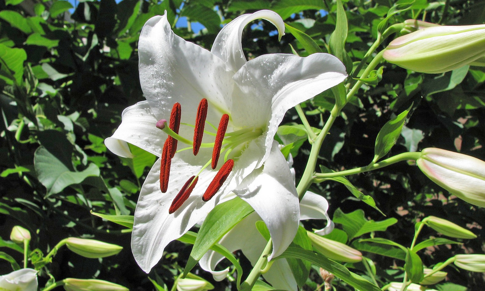 "Pretty Lady" Giant Tree Lily Flower Bulbs (3-, 6-, 12-Pack With Planting Tool)