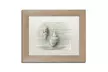 Cora Niele 'Two Cancellaria Shells' Matted Birch Framed Art - Second Medium