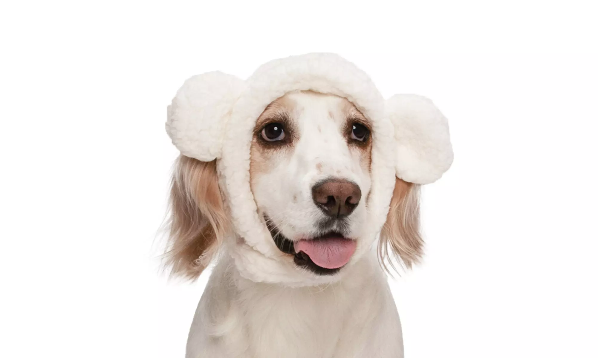 FurHaven Halloween Costume Flex-Fit Pet Costume Hat (Bat, Monster, Polar Bear)