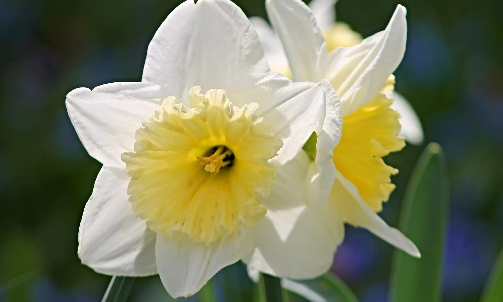 White Lion Double Daffodil Flowers (5, 10, & 20 Bulbs With Planting Tool)