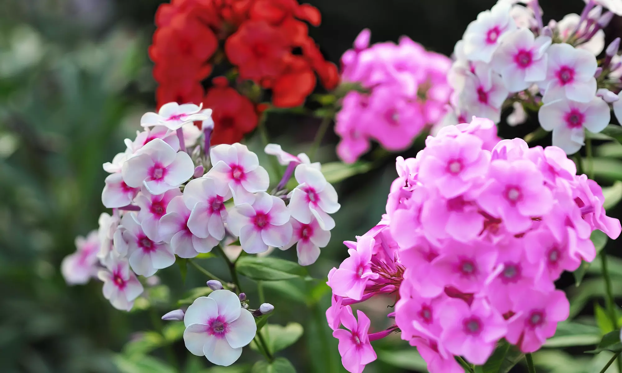 Sweet Summer Blooming Flower Garden - 4 Varieties - 6 Bulbs Each Option