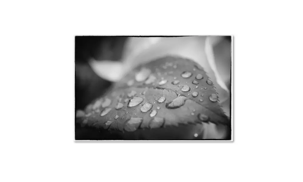 PIPA Fine Art 'Dew on Leaf of Rose Plant' Canvas Art - Primary Image