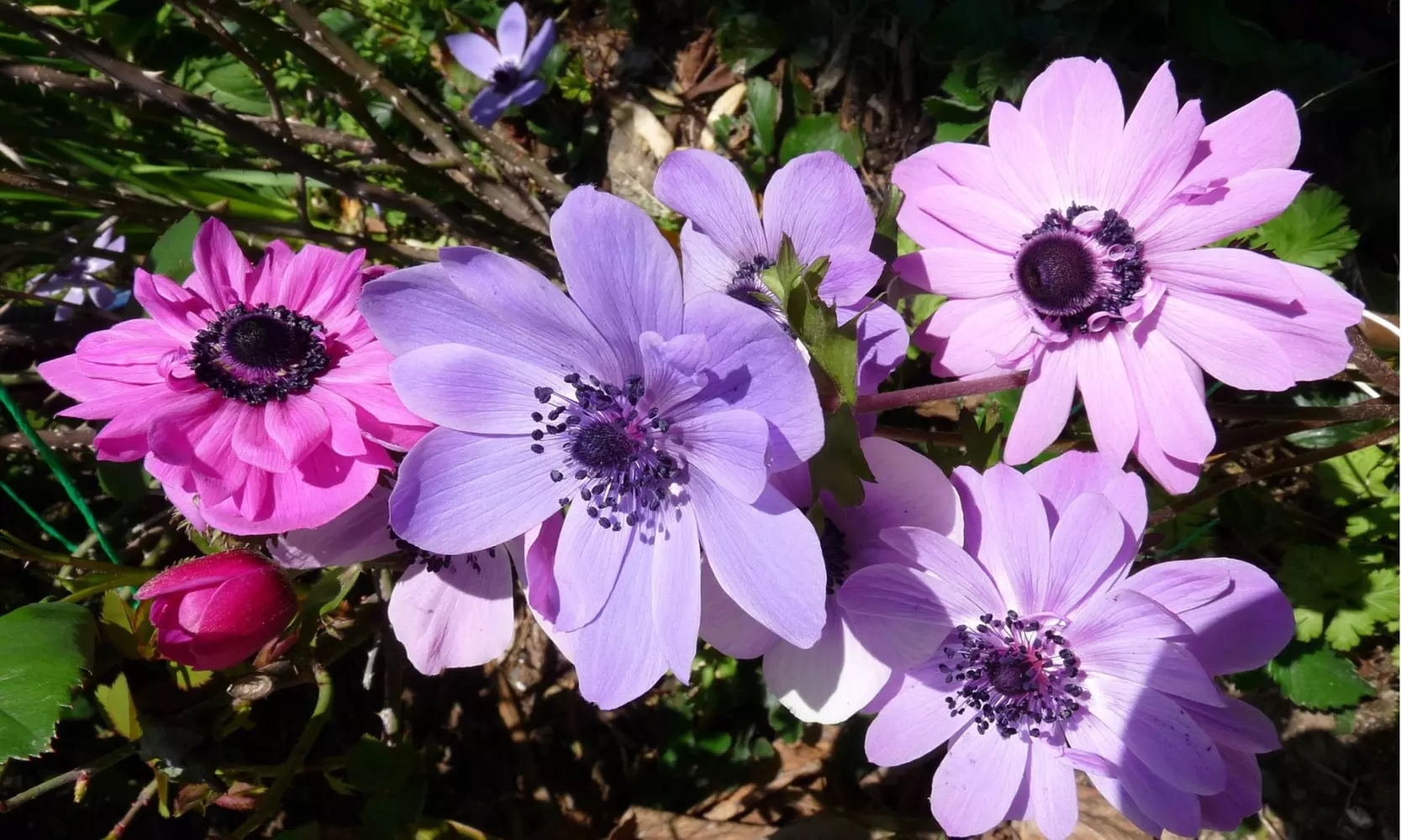 Up To 60 Touch Of ECO Lieutenant Anemone Poppy Flower Bulbs