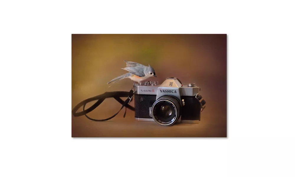 Jai Johnson 'Feathered Photographer' Canvas Art - Primary Image