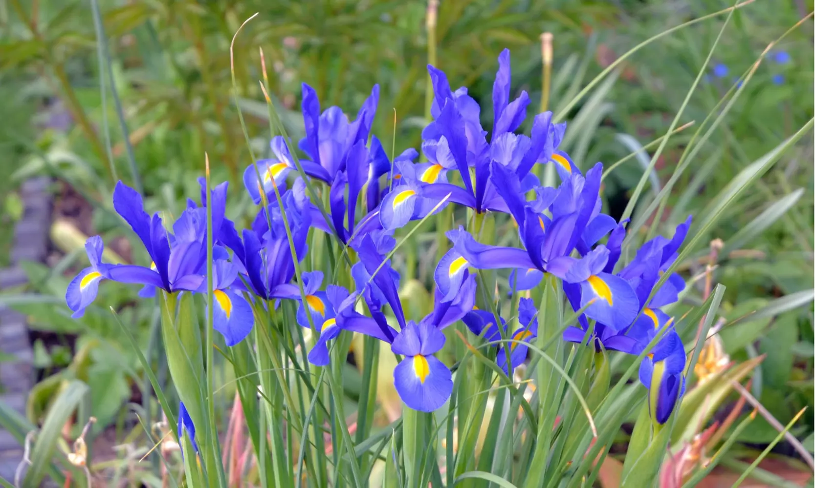 Multicolored Dutch Diva Iris Flowers (30, 60, & 120 Bulbs With Planting Tool)