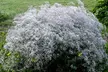 Snowy White Baby's Breath Flower Bulbs (6-,12-, 24-Pack With Planting Tool)  - Second Medium