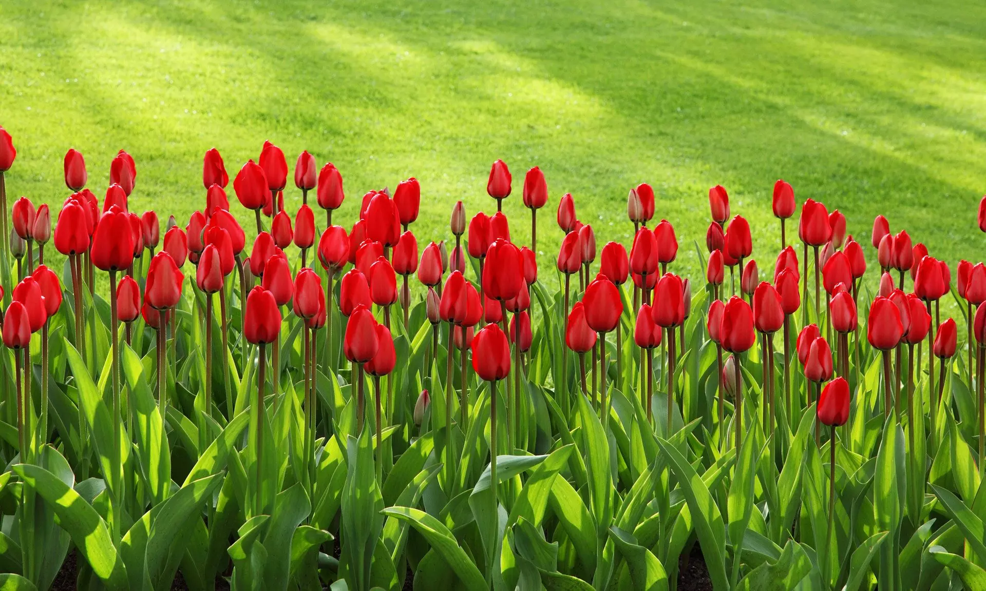 Scarlet Red Skyscraper Tulip Flowers (10, 20, & 40 Bulbs With Planting Tool)