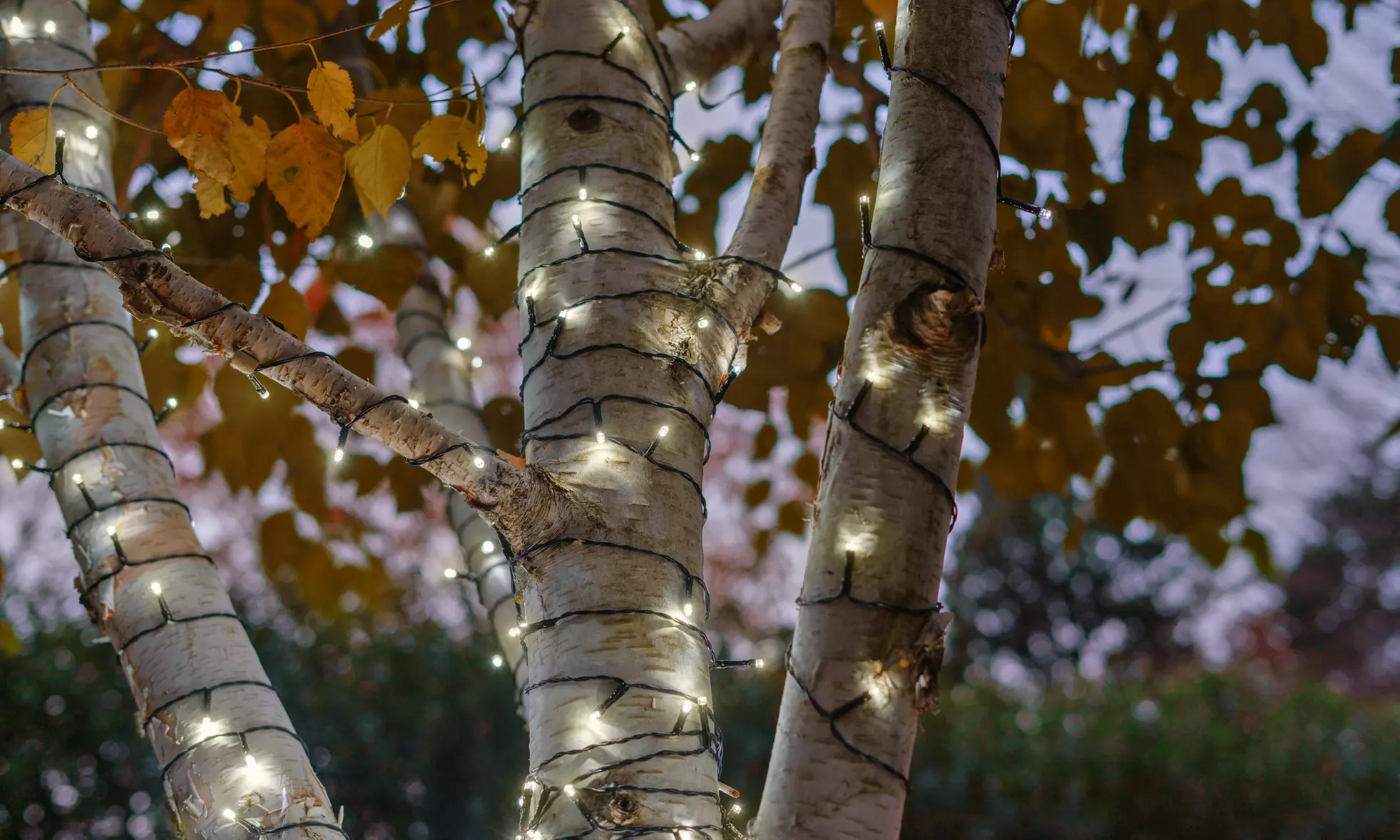 125LED Solar Powered String Lights. Multiple Colors & Quantities Available. 