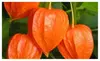 Chinese Lantern Physalis alkekengi 50 Seeds Exotic Garden Flower Plant