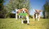 iMounTEK Set of 3 Plush Duck Dog Toys, No-Stuffing Crinkle Squeaky