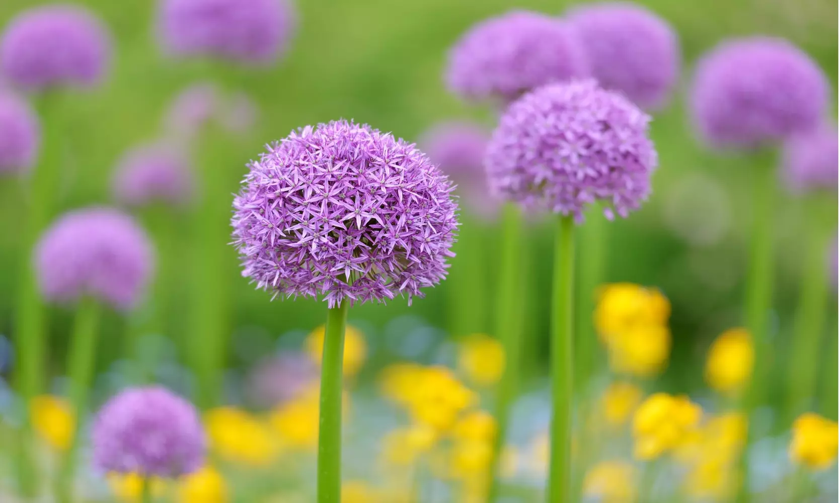 Giant Purple Ornamental Allium Flowers (3, 6, and 12 Bulbs with Planting Tool)