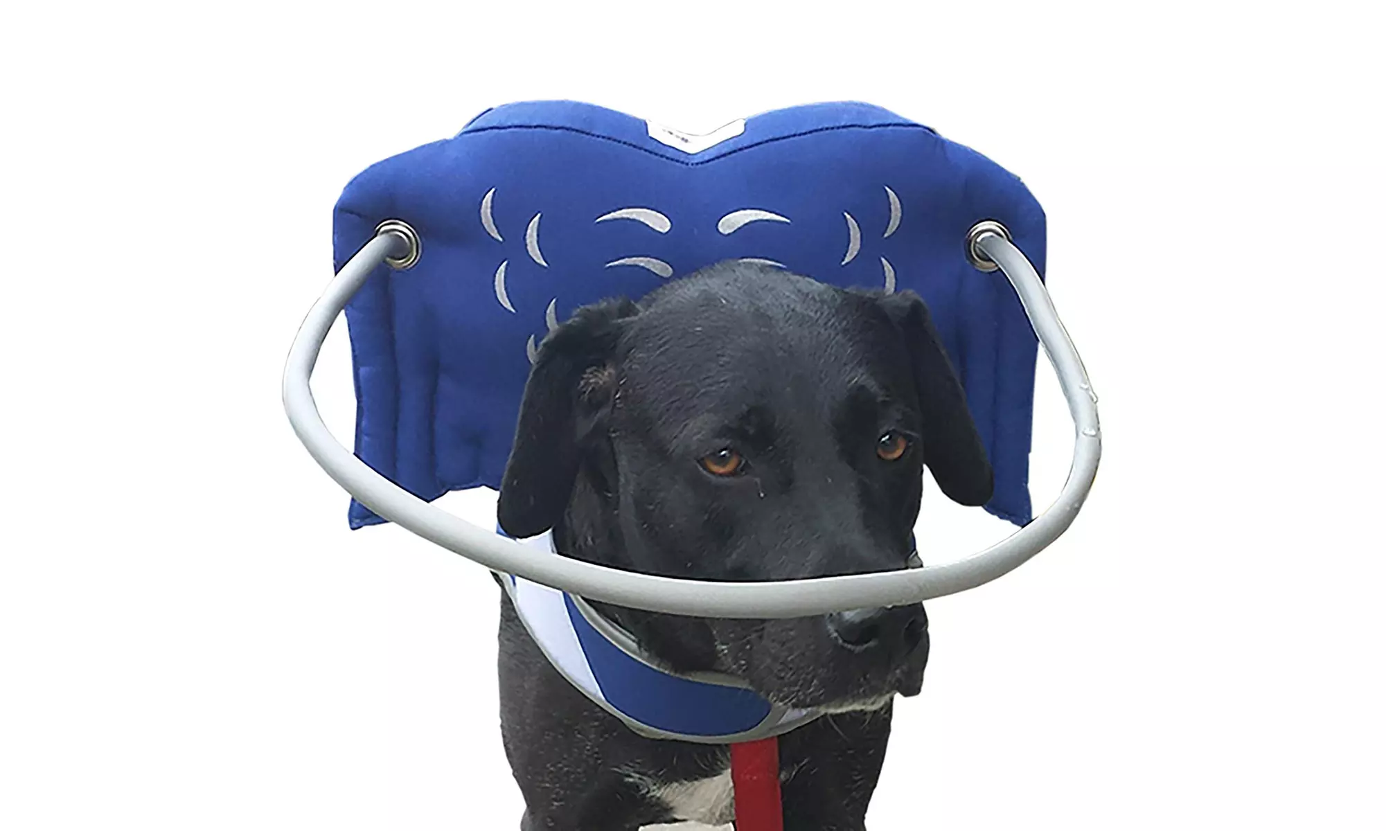 Muffins Halo Blind Dog Harness Guide Device - Primary Image