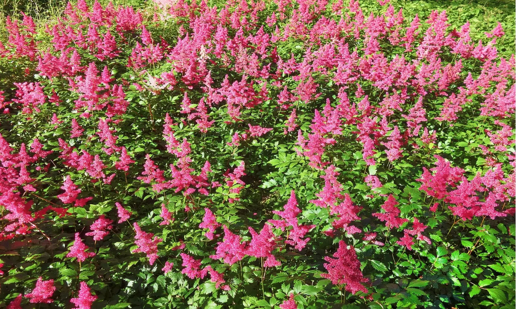 Giant Plume Colorful Astilbe Flower Bulbs (3-, 6-, 12-Pack with Planting Tool)