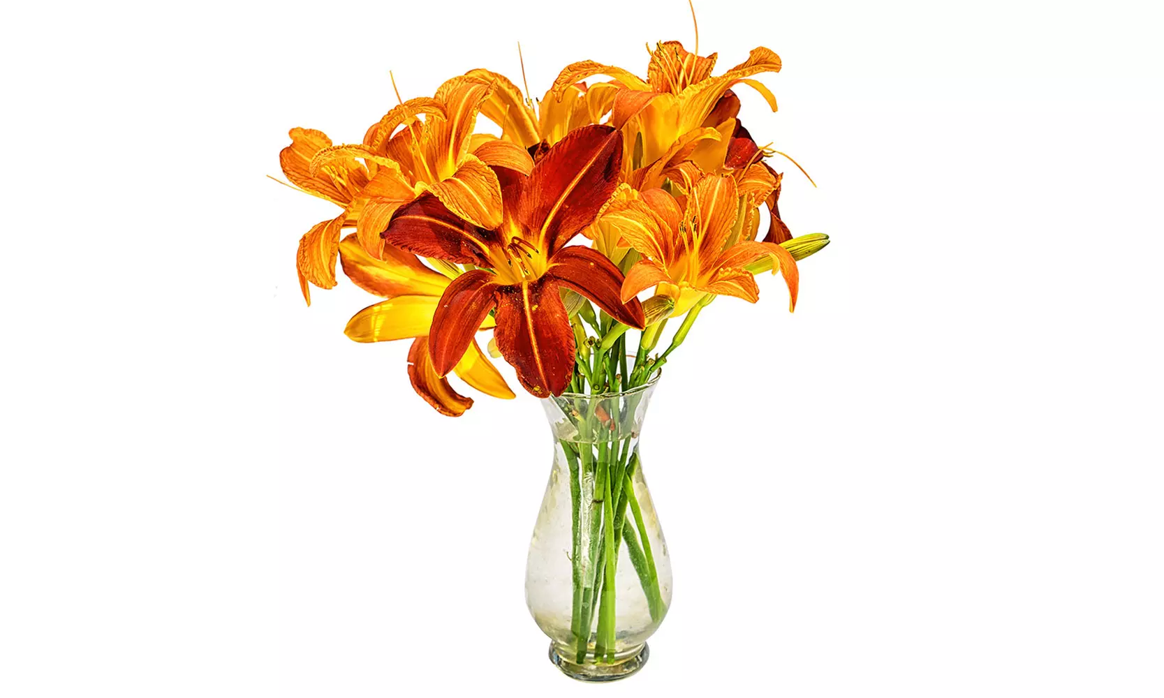 Lovely Lilies Colorful Mixed Flower Bulbs(10-, 20-, 50-Pack with Planting Tool)