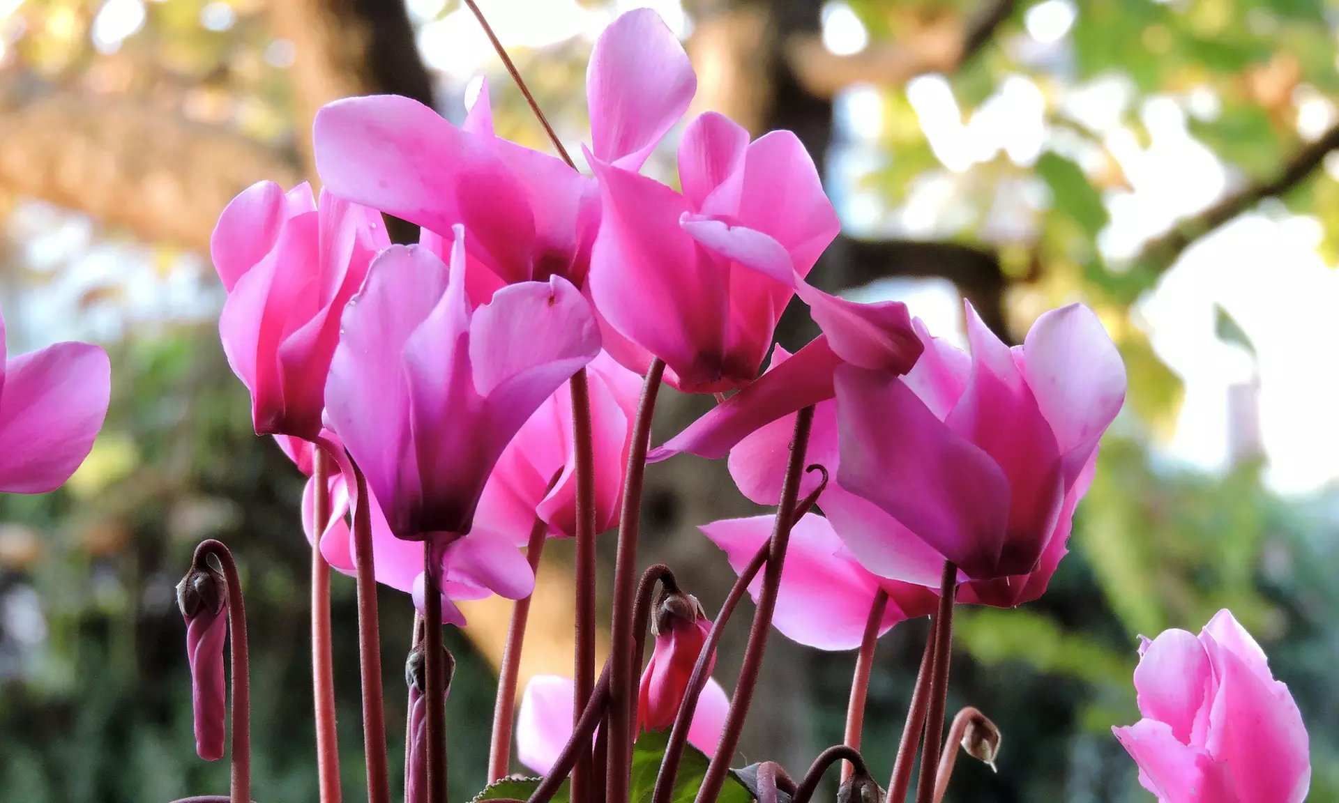 Pretty Pink Cyclamen Coum Flowers ( 3, 6, & 12 Bulbs With Planting Tool)