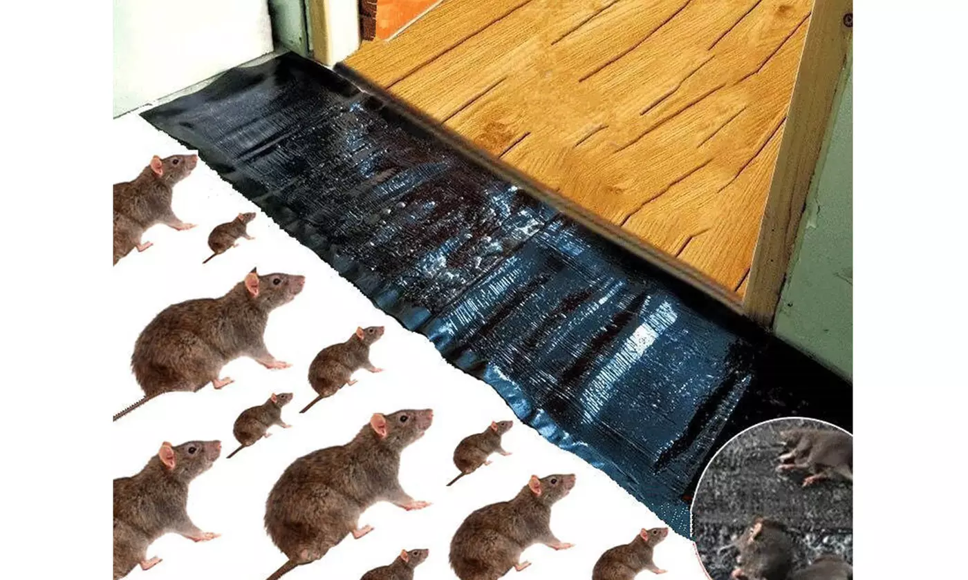Rat Trap Snare Mouse Glue Snare Traps Sticky Boards Catcher Rat Tool