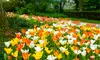 Ground Cover Tulip Flower Bulbs (12pk, 24pk, 60pk With Planting Tool)