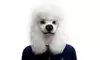 Halloween Christmas Poodle Mask For All Occasions Such As Prom Performances