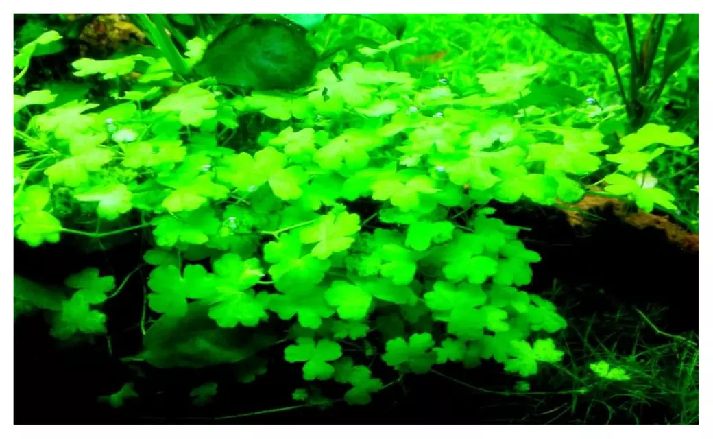 Hydrocotyle Tripartita in Vitro Culture Fresh Live Aquarium Plants - Primary Image