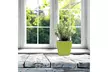 Window Garden Aquaphoric Self Watering Planter (5in) ,Fiber Soil - Second Medium