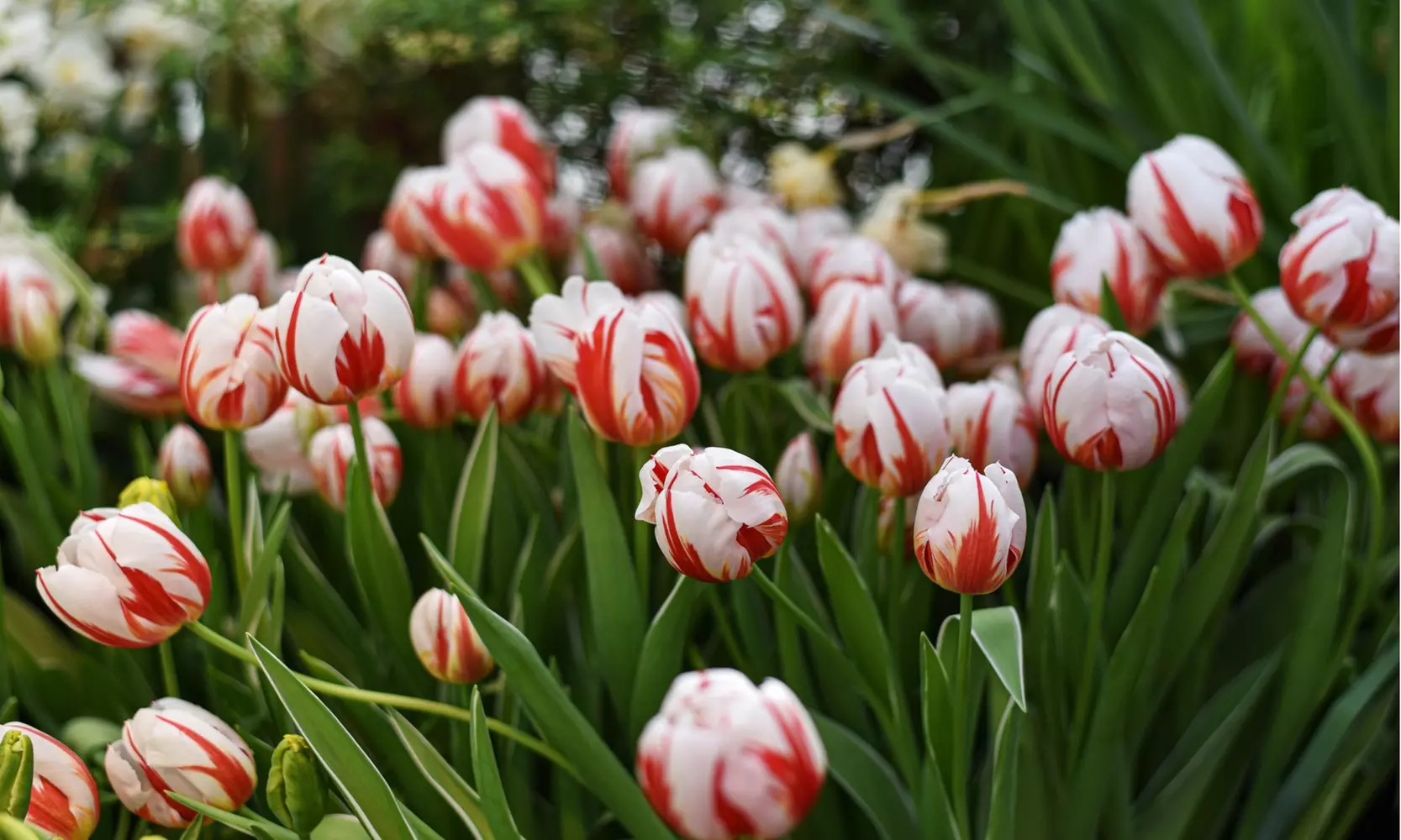 Sweet Sorbet Mixed Tulip Flowers (8, 16, & 40 Bulbs With Planting Tool)