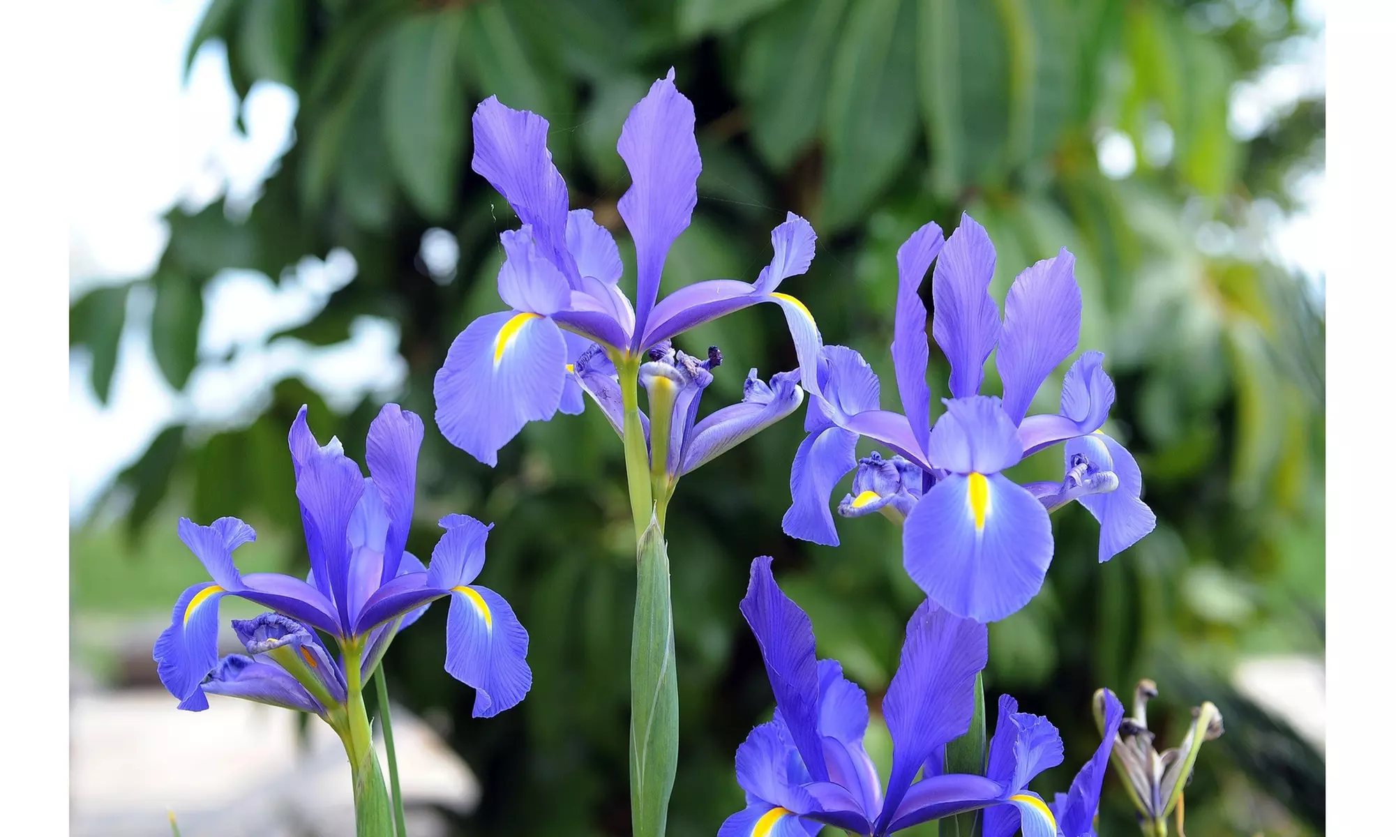 Colorful Mixed Dutch Iris Flower Bulbs (45-, 90-, 180- Pack with Planting Tool)