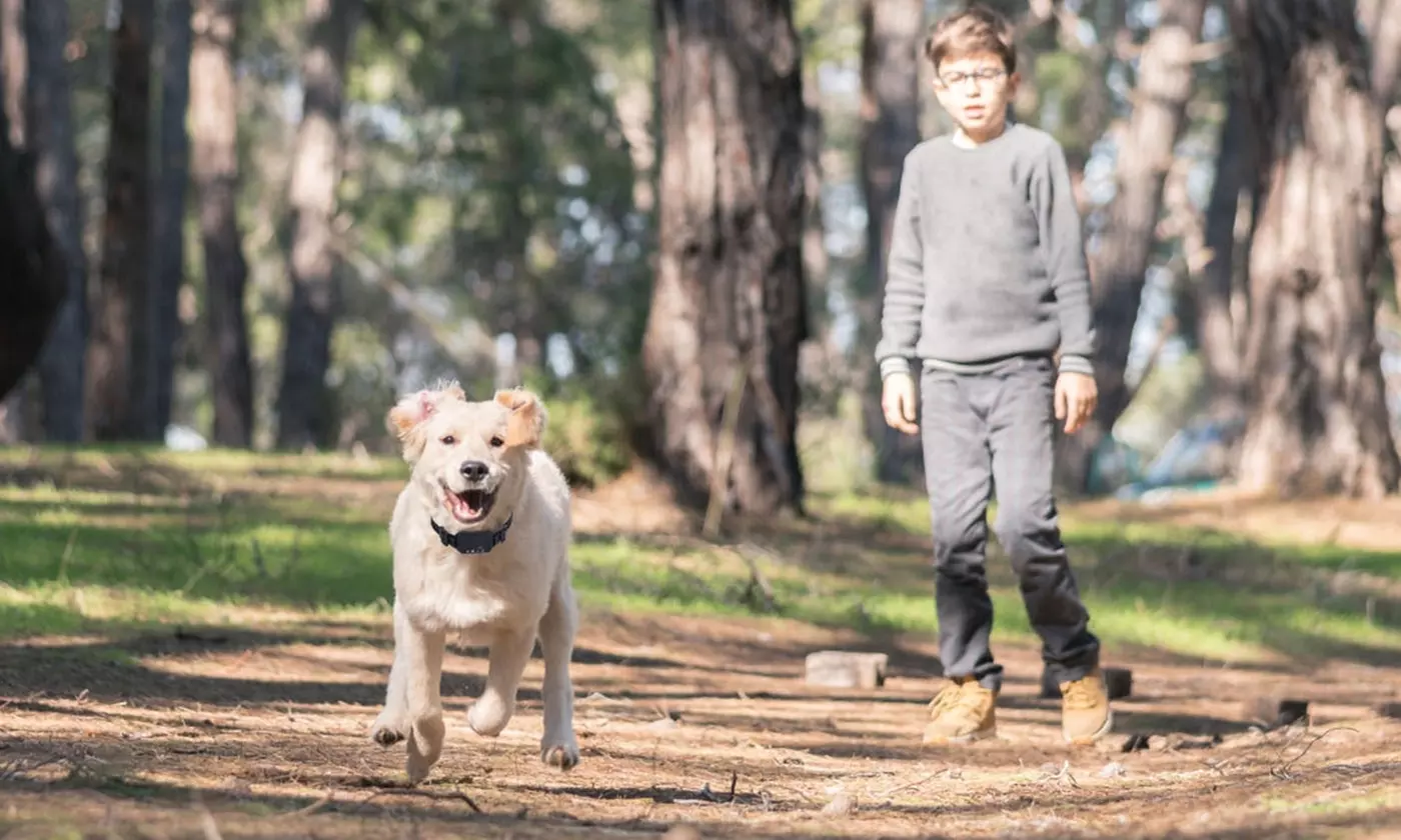  iMounTEK GPS Wireless Dog Fence and Training Collar Boundary Containment System