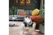 District 70 Nordic Cat Bed - Second Medium