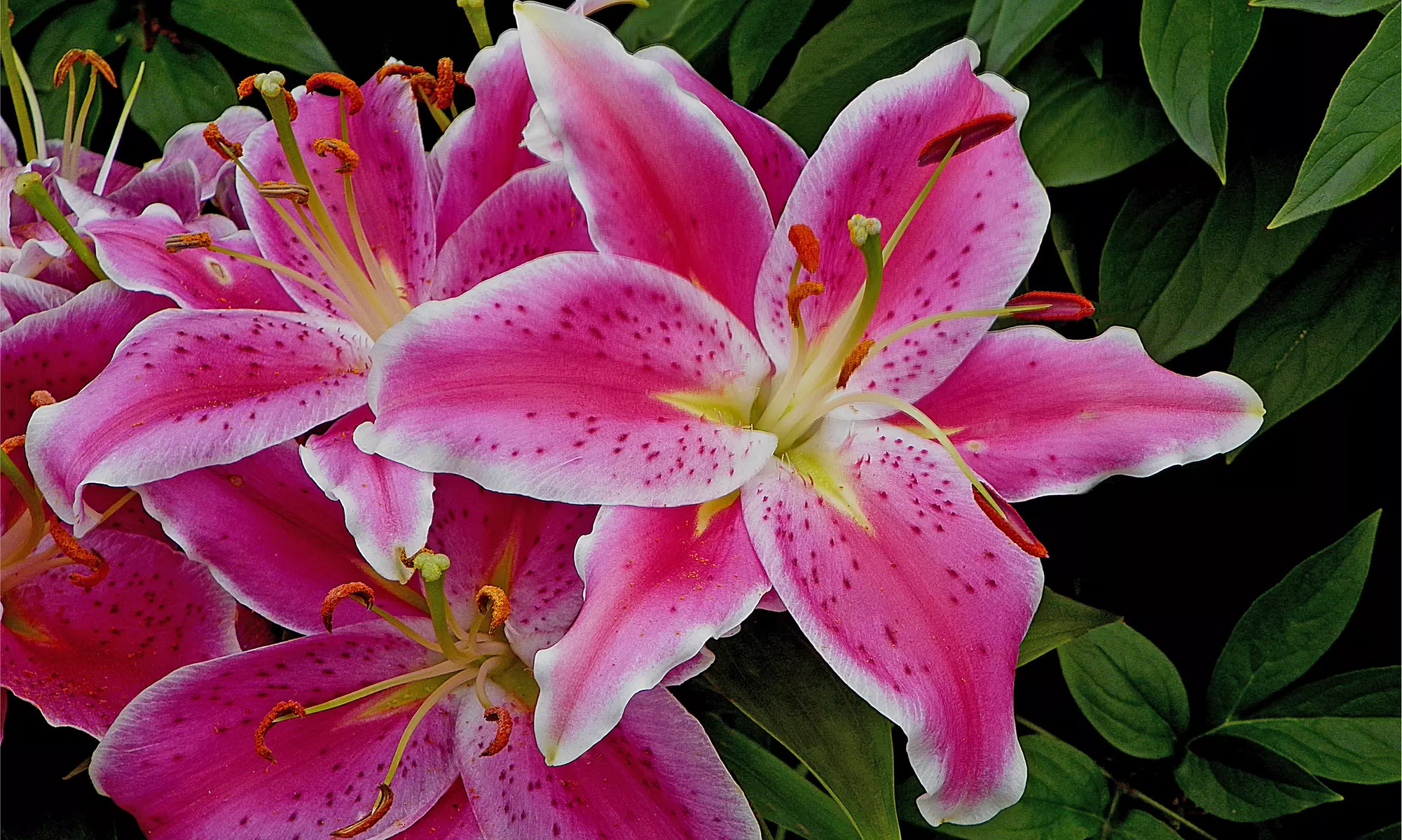 Giant Stargazer Lily Flower Bulbs (6-, 12-, 30-Pack with Planting Tool)