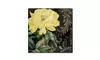 Color Bakery 'Ode to Yellow I' Canvas Art