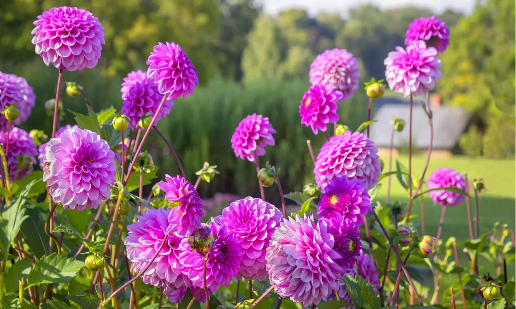 Grand Duchess Lilac Dahlia Flower Bulbs (7-, 14-, 35-Pack With Planting Tool)
