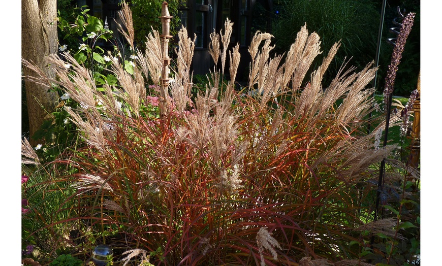 Image 9: Hardy Colour-Changing Grass