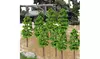 Model Trees Mini Scenery Landscape Architecture Train Railroad Trees