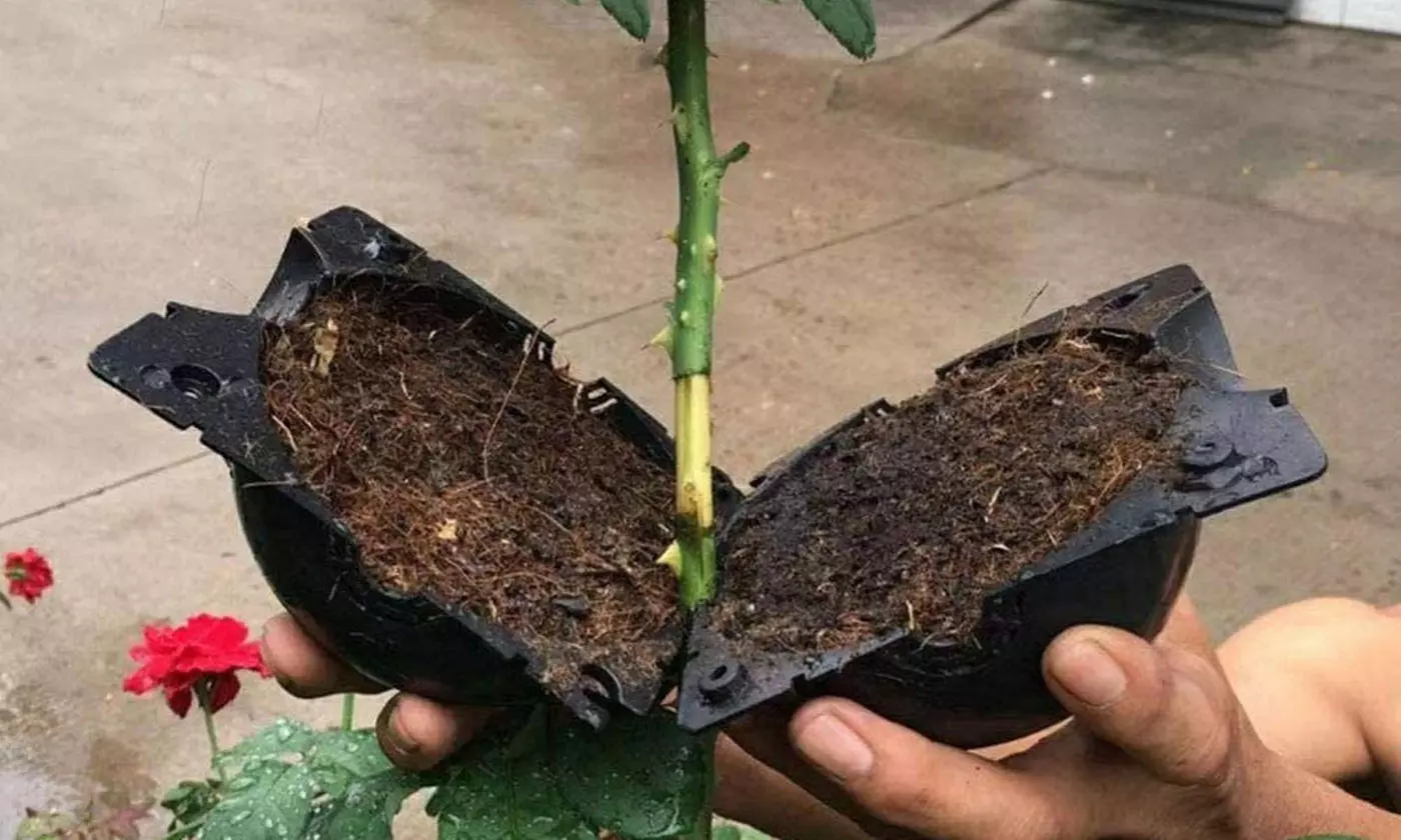 3 Pack High Pressure Plant Rooting Device Growing Ball Box
