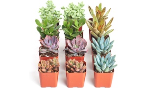 Shop Succulents Mini Succulent Assorted Live Plant Collection 4 or 12 pack