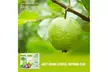 Guava Leaf Tea (360 Guava Leaf Tea Teabags) - Second Medium