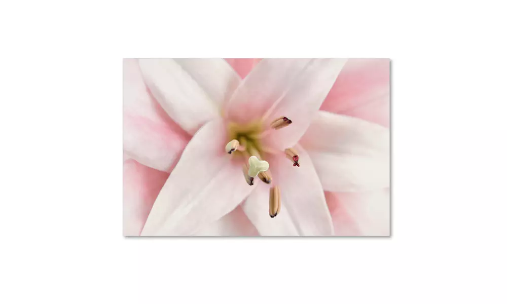 Cora Niele 'Pink Lily' Canvas Art - Second Medium