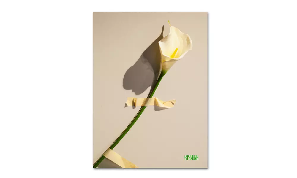 Roderick Stevens 'Lily' Canvas Art - Primary Image