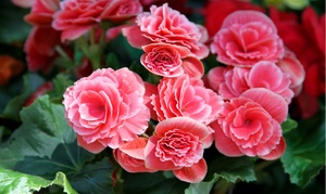 Strawberry Ripple Begonia Flower Bulbs (4-, 8-,16-Pack with Planting Tool)